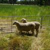 2020 White Suffolk and White Suffolk X Poll Dorset Rams