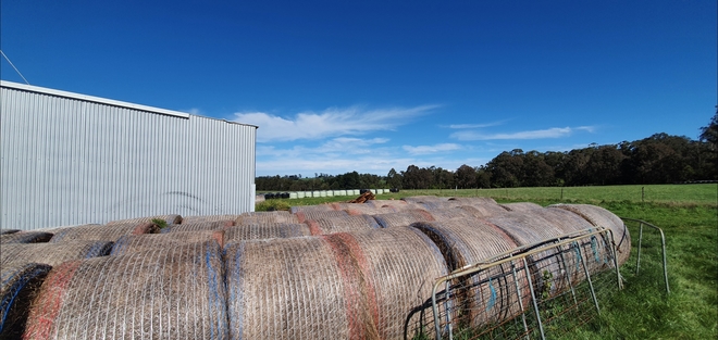 100 x Pasture Hay 5x4 Rolls