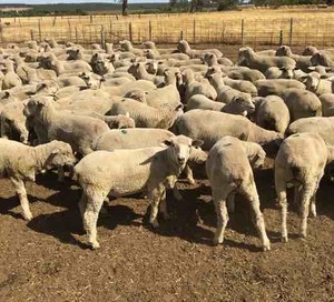 140 first WS x M wether lambs