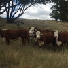 6 Poll Hereford Stud registered weaner Heifers 
