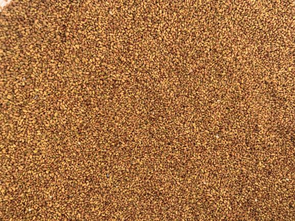 New season C1 Aurora Lucerne Seed (Certified)