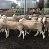 White Suffolk Flock Rams