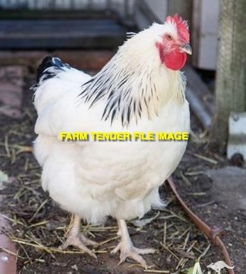 WANTED Chickens, Pullets, Hens in Pure Breed or X