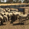 140 first WS x M wether lambs
