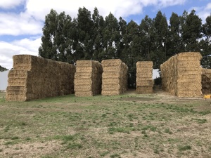 Hay for sale 250 big squares 