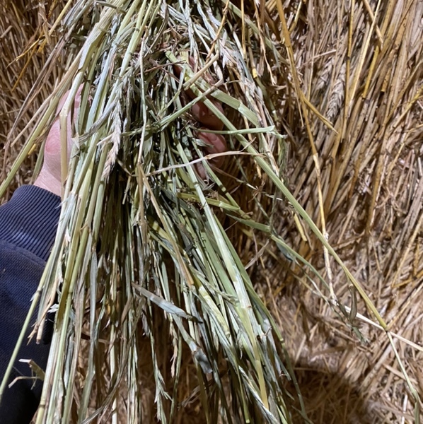 Wheaten Hay 550kg 8x4x3 Bales