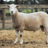 Under Auction - Lot 13 Highlander Ram 191202 (DLE Ram Auction A100 - 10th Sept via Auctionsplus) 
