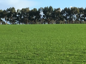 Wanted, 500 acres to lease