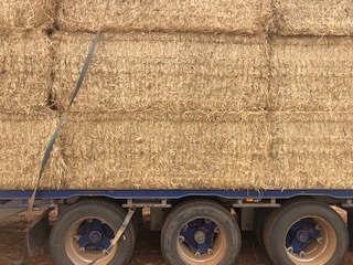 Good quality Wheaten and Barley straw from header tailings