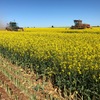 200mt Canola Hay 600-650kg 8x4x3 Bales, New Season, Shedded Ready for Pickup, Grong Grong