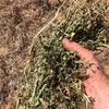 Vetch Hay 8x4x3 Bales