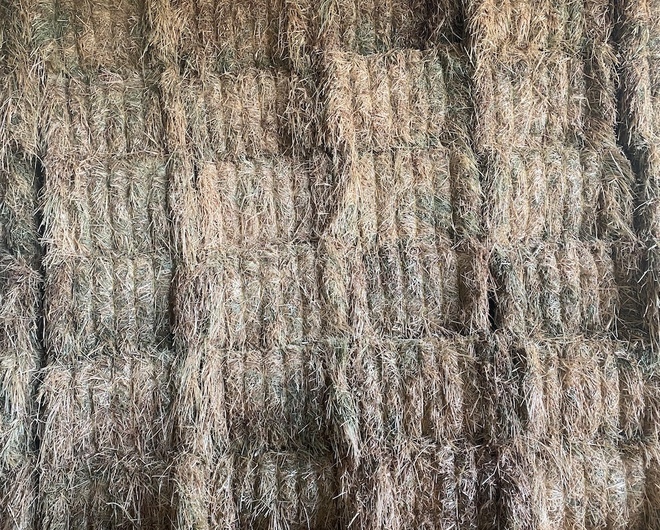 49 x Oaten Hay 8x4x3 Bales (New Season)