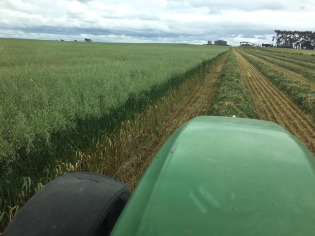 GRAZA Forage Oat