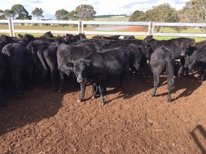 64 EU accredited Angus heifers