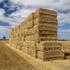 Barley Straw 8x4x3 (approx 500kg) 1000 x Bales