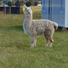Friendly Alpacas for sale 