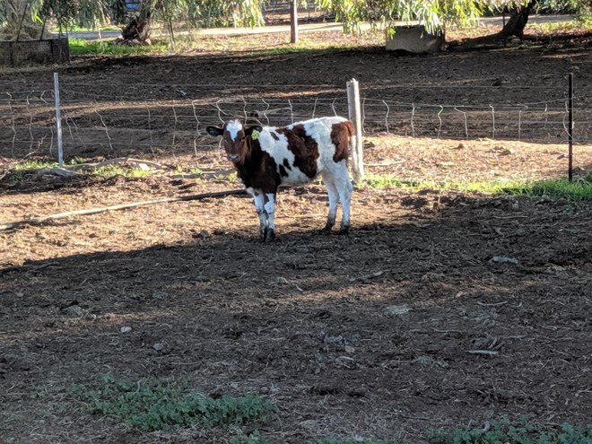 8 x Pure Bred Registered Illawarra Heifers