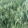 Vetch & Oaten Hay  60/40 mix   100 mt