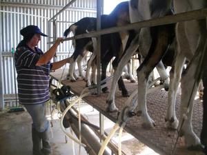 Goat/sheep milking machine 20 stand