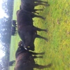 Wagyu Fullblood (stud) Bulls