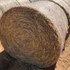 Oaten Hay Rolls For Sale Ex Farm or Can Freight 