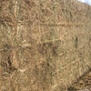 Vetch Hay