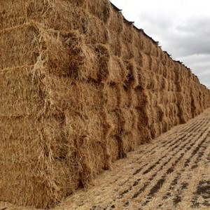 Oaten Hay 8x4x3 Bales