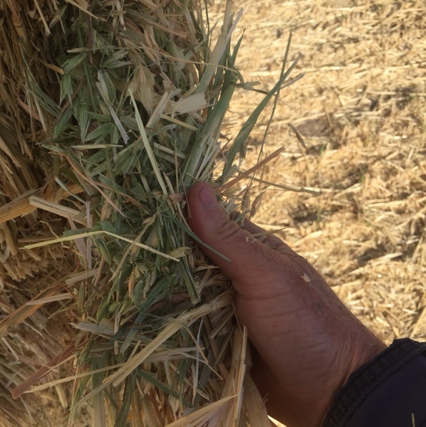 Oaten hay large squares