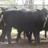21 Angus heifers one year old