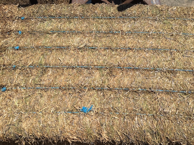 128 Vetch Hay 625kg 8x4x3 Bales (2 x B Double Loads)