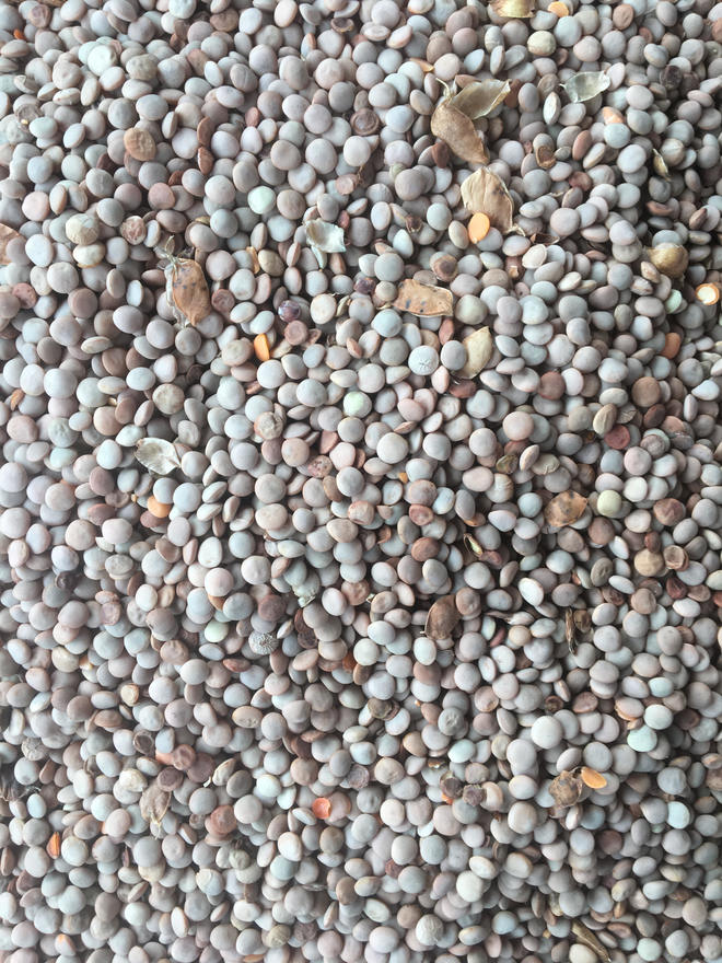44T Feed Lentils Ex-Farm