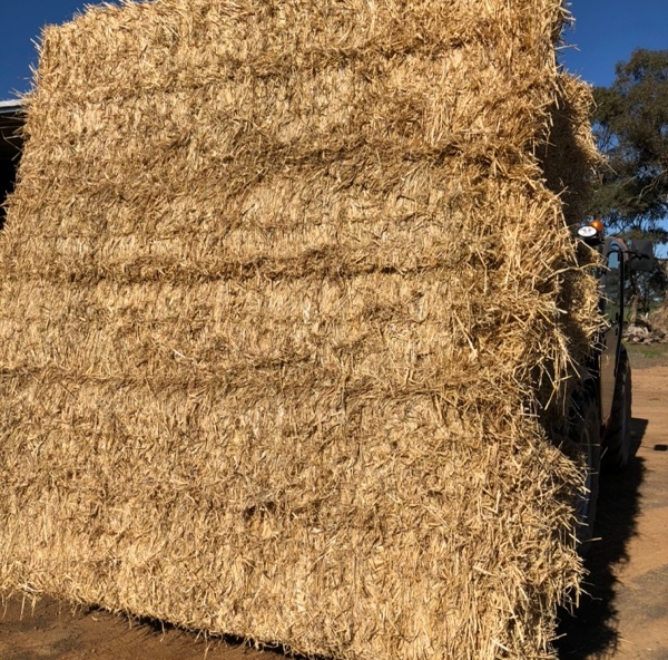 Barley straw