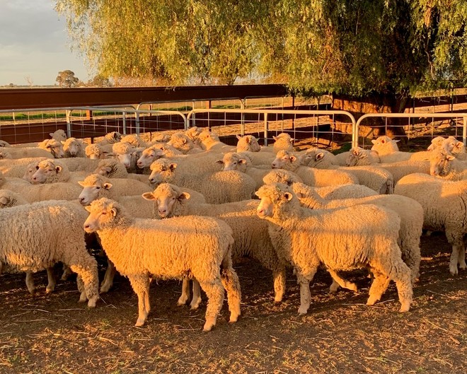 First Cross Ewe Lambs
