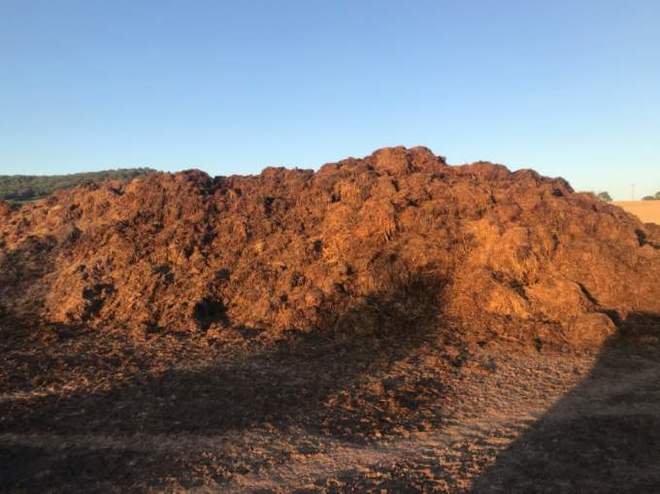 Pig bedding. Manure with straw