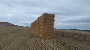  Header Trail Barley Straw West Minster - 100 - 8x4x3 Bales - Sold By the Ton - 550 Kg +