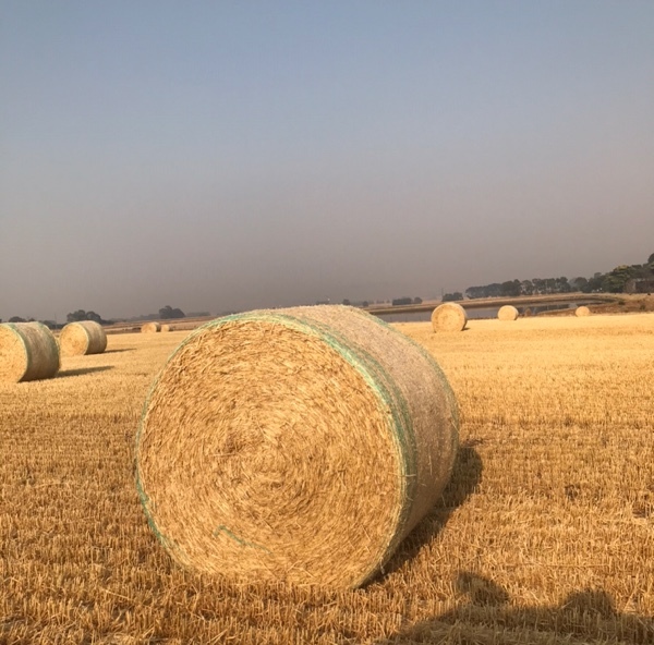 Barley Straw 5x4 Rolls