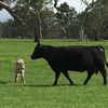 24 angus cows with charolais calves at foot