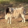 Dorper ewes and ram