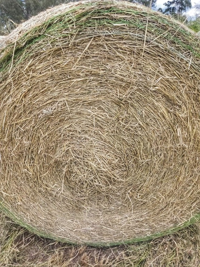 GRASSY LUCERNE HAY BALES FOR SALE 