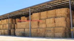 New Season Straw Wanted del