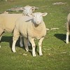 White Suffolk Ewe Lambs
