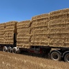 600mt Barley Straw 550kg 8x4x3 Bales ex farm