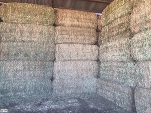 250mt Wheaten Hay 650kg 8x4x3 Baled 28/10