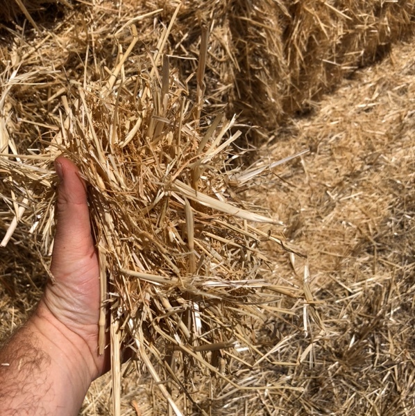 Wheaten Straw