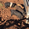 PIGLETS FOR SALE