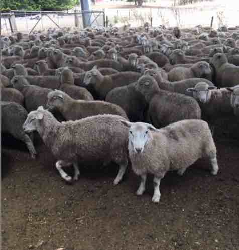 300 mixed sex second cross lambs