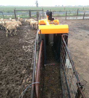Gallagher 3 Way Sheep Auto Drafter