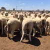 150 x Crossbred Ewes For Sale 
