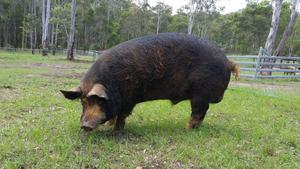 Berkshire boar