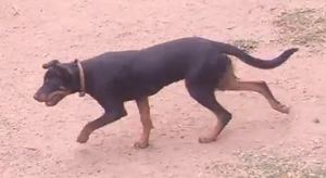 8 Month Old Kelpie Pup 2 Registered with the WKC.